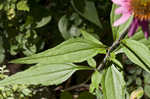 Eastern purple coneflower